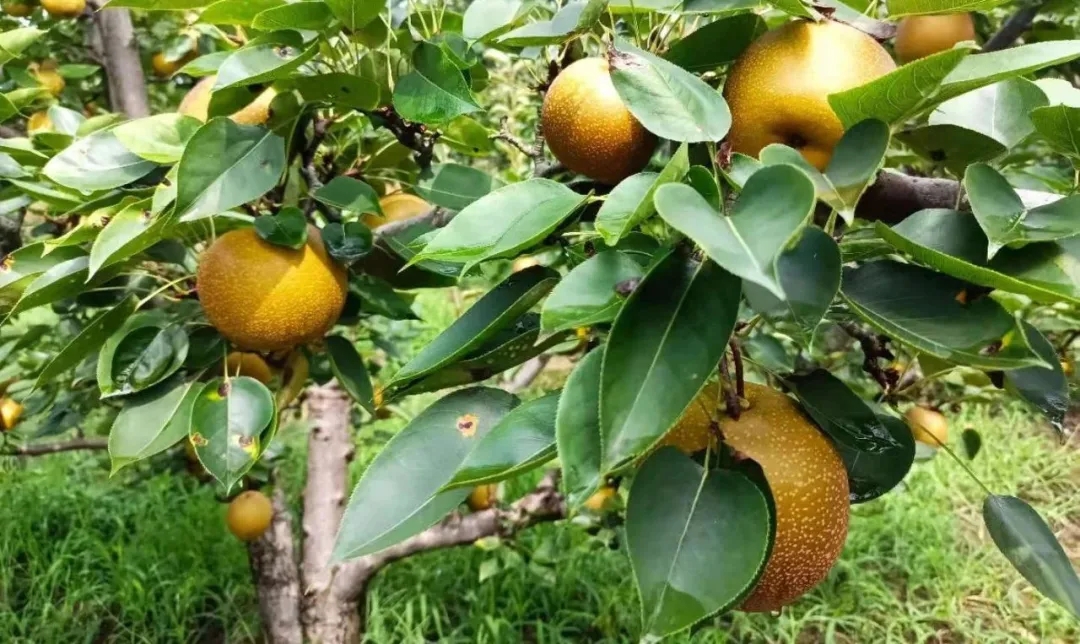 1686727586981567.jpg 2021073160609473.jpg